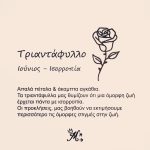 Κολιέ πένα κιθάρας με λουλούδι γέννησης - Image 8